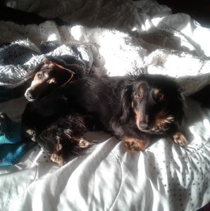 Meet your Posher, Judi